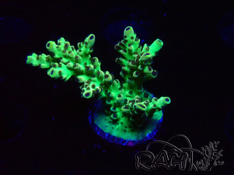 WYSIWYG - Acropora PC  5I9