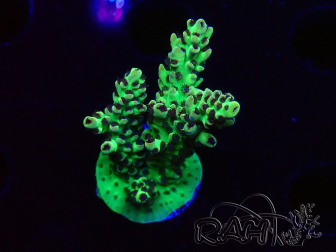 WYSIWYG - Acropora PC  5I10