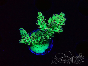 WYSIWYG - Acropora PC Rainbow 5I3