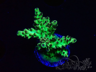 WYSIWYG - Acropora PC Rainbow 5I4