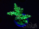 WYSIWYG - Acropora PC  5I12