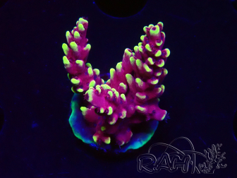 WYSIWYG RAH Acropora Helionis 5J1