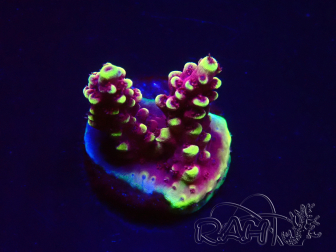 WYSIWYG RAH Acropora Helionis 5J2
