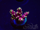 WYSIWYG RAH Acropora Helionis 5J3
