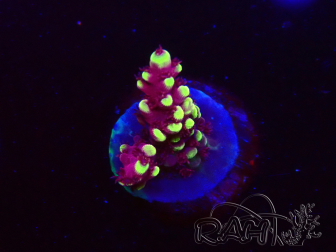 WYSIWYG RAH Acropora Helionis 5J4