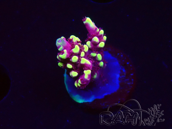 WYSIWYG RAH Acropora Helionis 5J6
