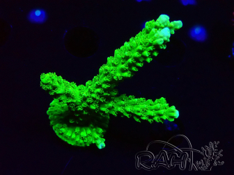 WYSIWYG Acropora yongei Geen Slimer 5J8
