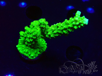 WYSIWYG Acropora yongei Geen Slimer 5J9