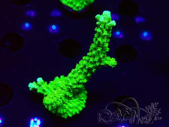 WYSIWYG Acropora yongei Geen Slimer 5J10