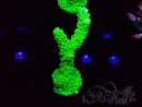 WYSIWYG Acropora yongei Geen Slimer 5J12