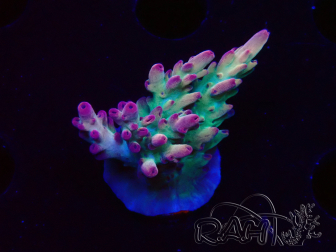 WYSIWYG RAH Acropora Rainbow Mango 5K1