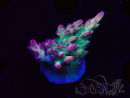 WYSIWYG RAH Acropora  5K1