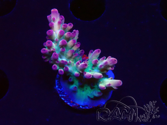 WYSIWYG RAH Acropora Rainbow Mango 5K3