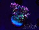 WYSIWYG RAH Acropora Rainbow Mango 5K4