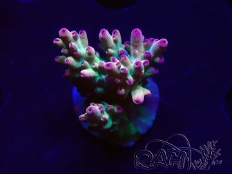 WYSIWYG RAH Acropora 5K5