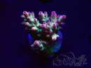 WYSIWYG RAH Acropora Rainbow Mango 5K4