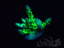 WYSIWYG RAH Acropora millepora Hairy Fairy 5K7