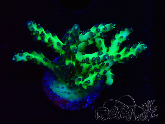 WYSIWYG RAH Acropora millepora Hairy Fairy 5K8
