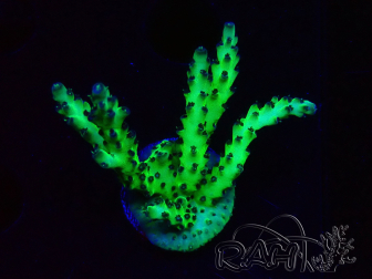 WYSIWYG RAH Acropora millepora Hairy Fairy 5K9