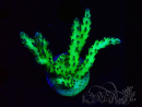 WYSIWYG RAH Acropora millepora Hairy Fairy 5K9