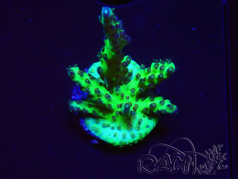 WYSIWYG RAH Acropora millepora Hairy Fairy 5K6