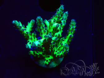 WYSIWYG RAH Acropora millepora Hairy Fairy 5K11