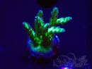 WYSIWYG RAH Acropora millepora Hairy Fairy 5K12