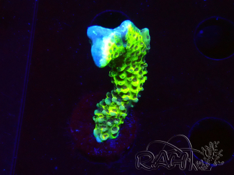WYSIWYG - CB Incredible Hulk Montipora GRAFTED 5L4
