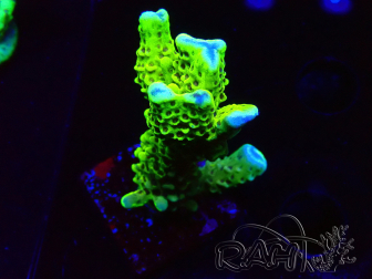 WYSIWYG - CB Incredible Hulk Montipora GRAFTED 5L5