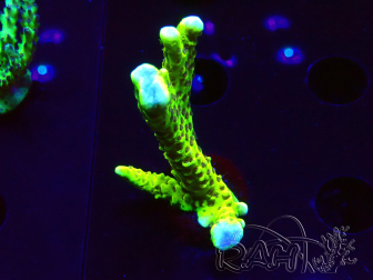 WYSIWYG - CB Incredible Hulk Montipora 5L7