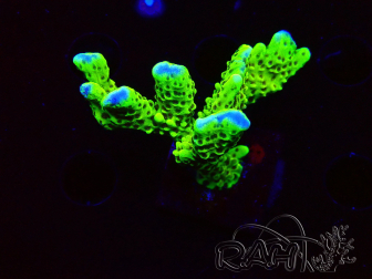 WYSIWYG - CB Incredible Hulk Montipora 5L10