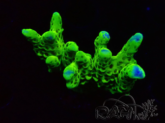 WYSIWYG - CB Incredible Hulk Montipora 5L11