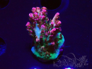 WYSIWYG RAH Acropora hyacinthus 5M2