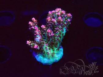 WYSIWYG RAH Acropora hyacinthus Ice 5M3