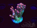 WYSIWYG RAH Acropora hyacinthus Ice 5M3