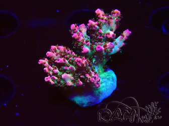 WYSIWYG RAH Acropora Hyacinthus 5M4