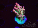 WYSIWYG RAH Acropora hyacinthus 5M5
