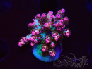 WYSIWYG RAH Acropora hyacinthus Ice 5M6