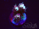 WYSIWYG RAH Acropora Basilisk 5M7