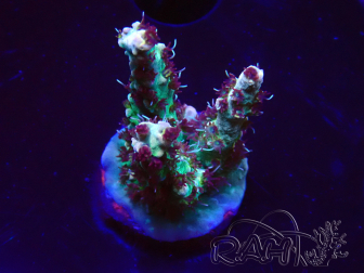 WYSIWYG RAH Acropora Basilisk 5M8