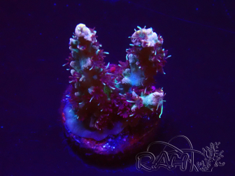WYSIWYG RAH Acropora Basilisk 5M9