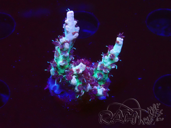 WYSIWYG RAH Acropora Basilisk 5M10