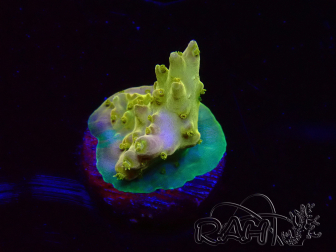 WYSIWYG RAH Acropora Gold Finger 5N1