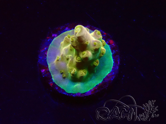 WYSIWYG RAH Acropora Gold Finger 5N2
