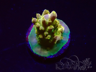 WYSIWYG RAH Acropora Gold Finger 5N3