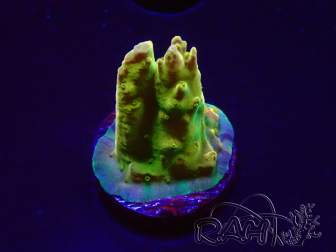 WYSIWYG RAH Acropora Gold Finger 5N4