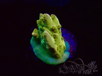 WYSIWYG RAH Acropora Gold Finger 5N5