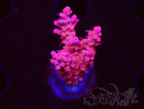 WYSIWYG RAH Acropora Flamingo Fury 5N7