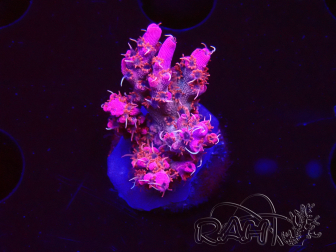WYSIWYG RAH Acropora Flamingo Fury 5N8