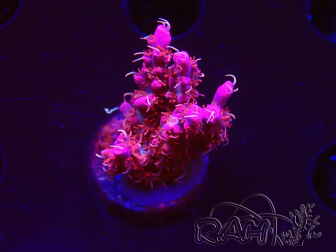 WYSIWYG RAH Acropora Flamingo Fury 5N10